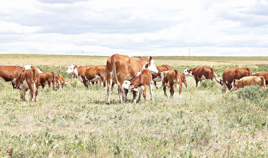 «1000 وتباسىلىق فەرما» جوباسى باستالدى