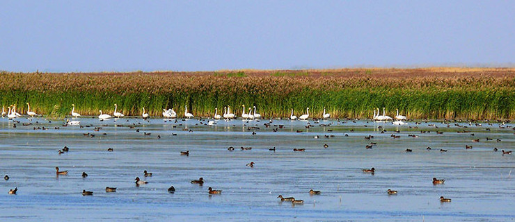 قورىقتى ۆەلوسيپەدپەن ارالايدى