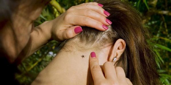 جامبىل وبلىسىندا كەنە شاعۋ دەرەگى كوبەيۋدە