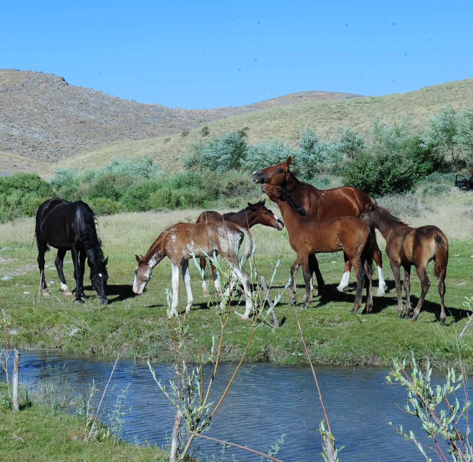 مال-جاننىڭ تاعدىرى بۇيرىقپەن شەشىلمەيدى...