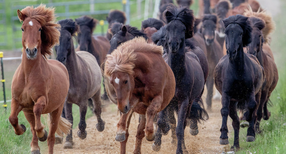اتىراۋدا جىلقىشىنى ولتىرگەن ۇشەۋگە سوت ۇكىمى شىقتى