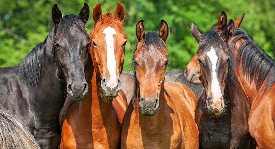 جىلقى مەن قوي ساقتاندىرىلادى
