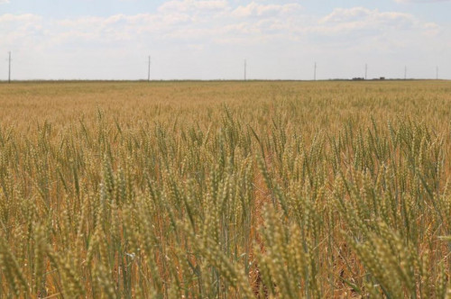 نۇراداعى ناۋقان قىزۋ