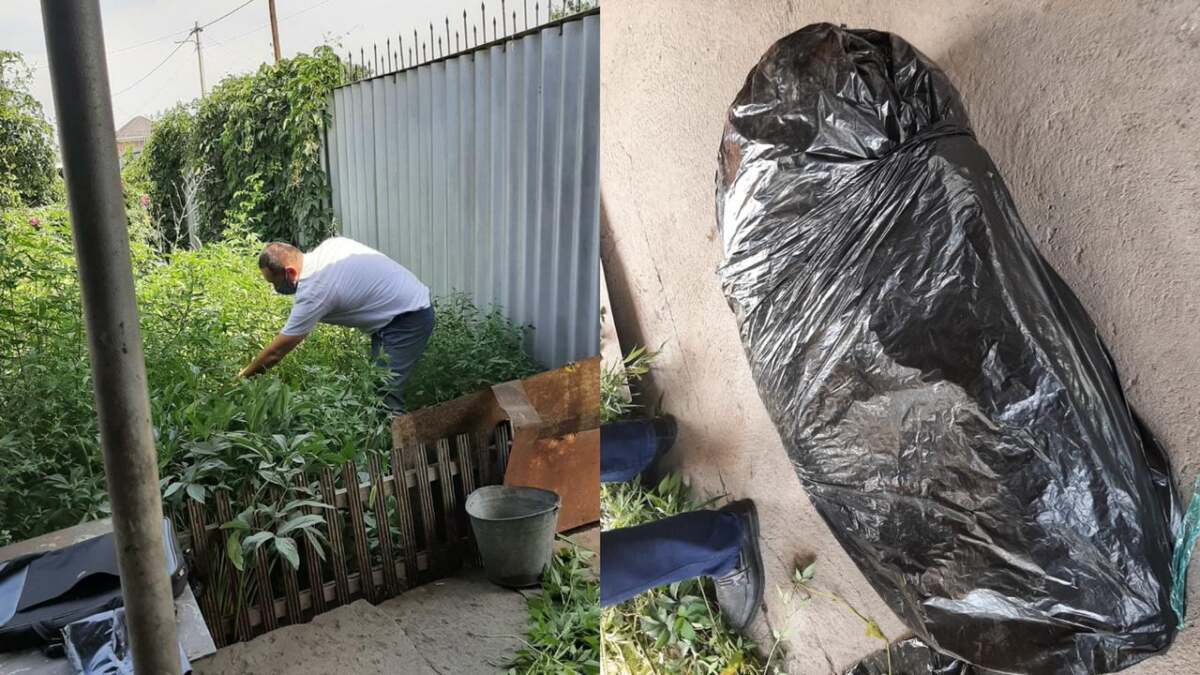 الماتىلىق زەينەتكەر نەمەرەسىمەن بىرگە ەسىرتكى وسىرگەن