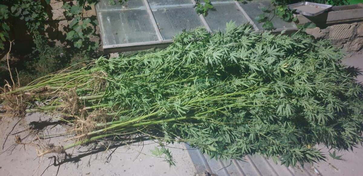 ماريحۋانا وسىرگەن اقتاۋ تۇرعىنى ۇستالدى