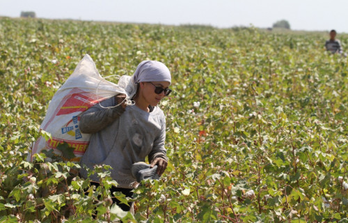 تۇركىستاندا ماقتا تەرىمى باستالدى