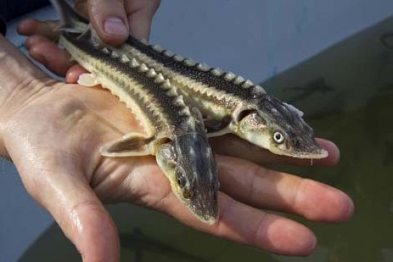 بالىق براكونەرلەرىنەن 175 كەلى بەكىرە تاركىلەندى