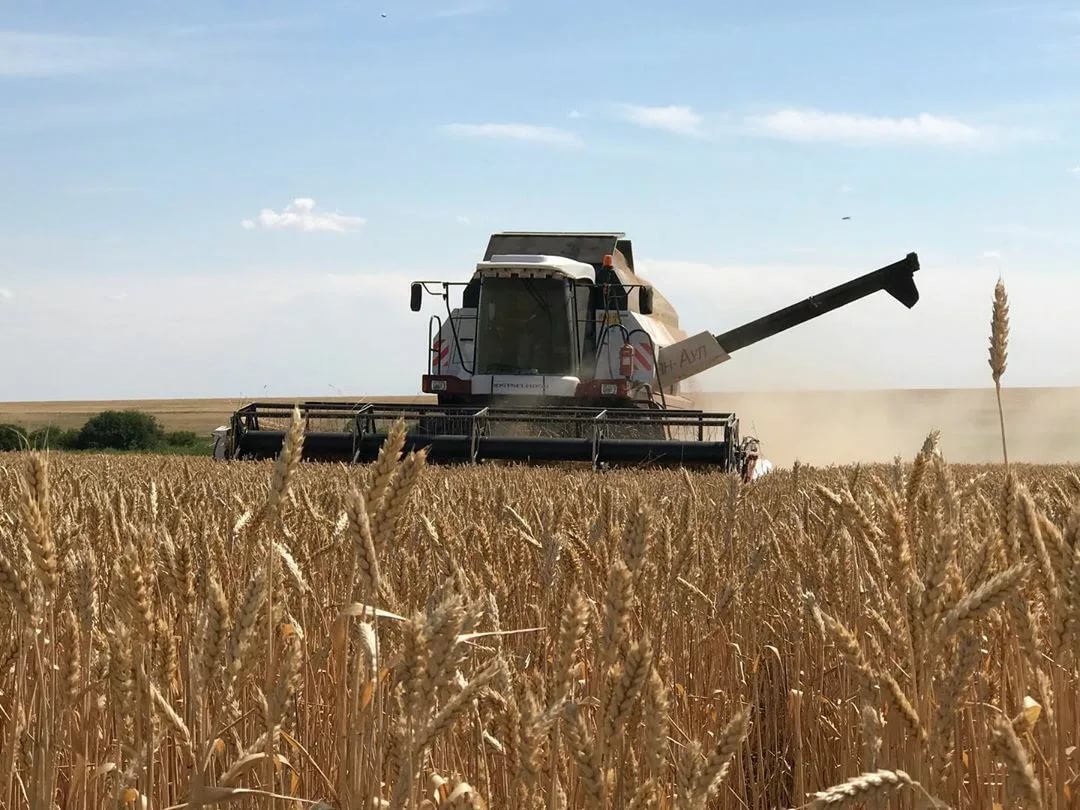 ەلىمىز بويىنشا 12 ملن گەكتارعا جۋىق ەگىن القابى جينالدى – اشم