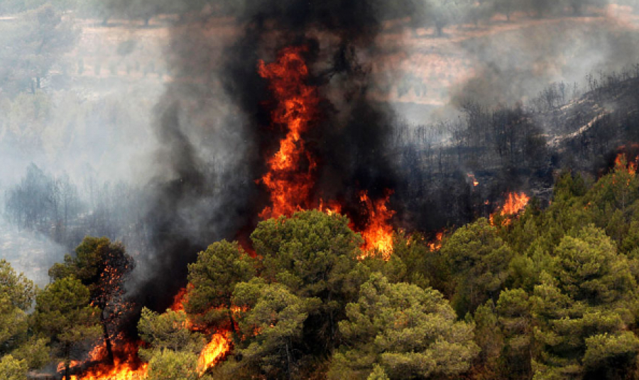 يسپانيادا ورمان ءورتى ءورشىپ تۇر