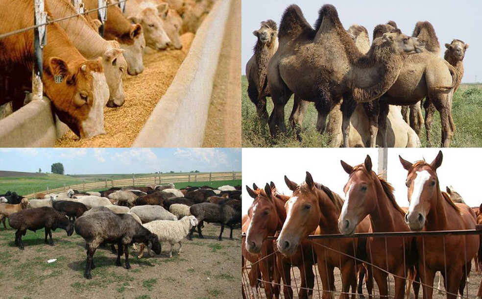 مال شارۋاشىلىعىنا – قارجىلاي قولداۋ