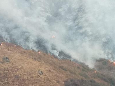 جامبىل وبلىسىندا 650 گەكتار جەر ورتەندى