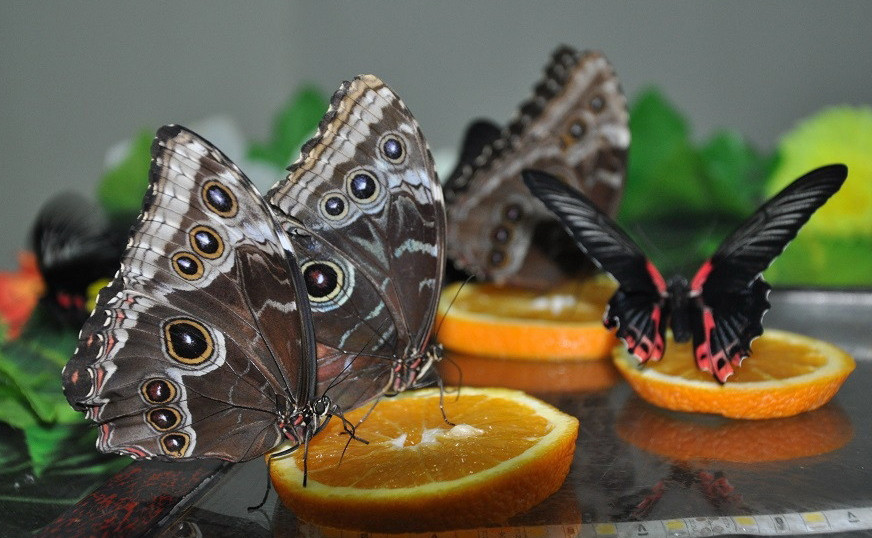 كوبەلەكتەر كورمەسى