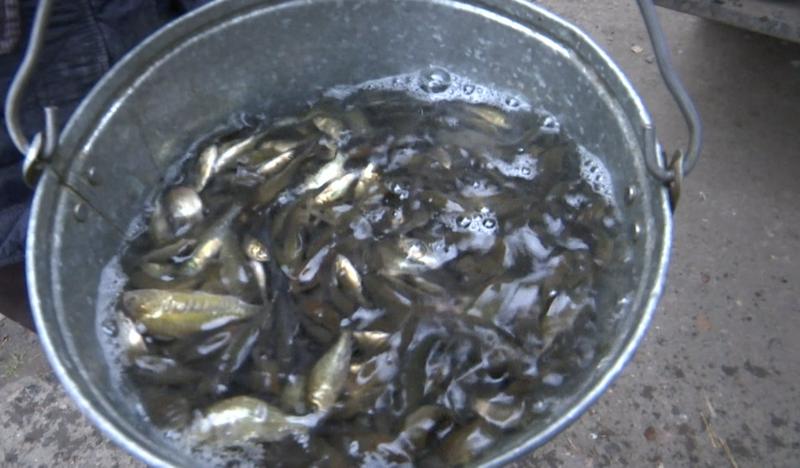 سقو-دا سۋ قويمالارىنا تۇقى بالىعىنىڭ ءبىر ملن شاباعى جىبەرىلمەك