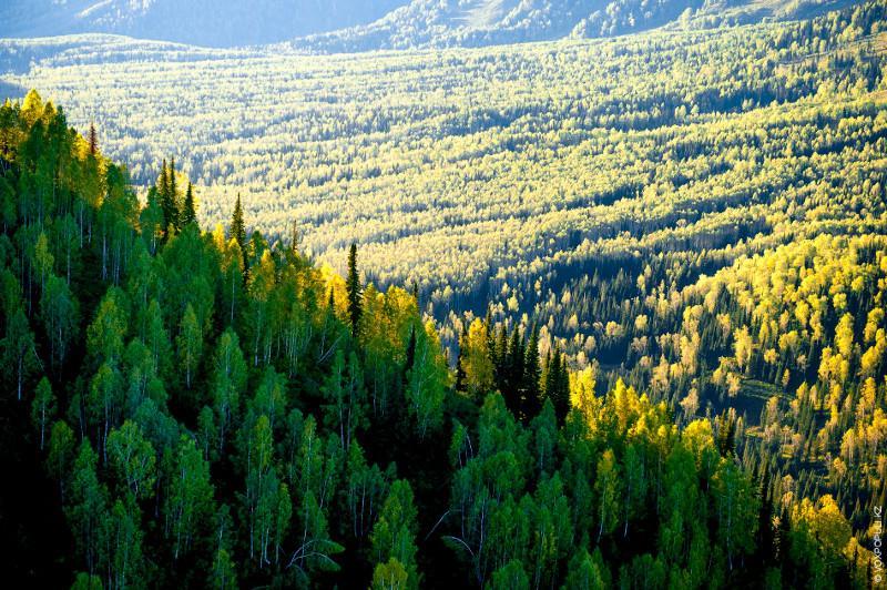 پرەزيدەنت قازاقستاننىڭ ورمان القابىن ارتتىرۋعا قاتىستى پىكىر ءبىلدىردى