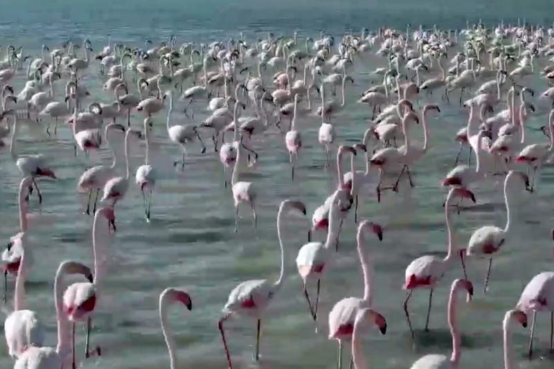 ماڭعىستاۋعا قوقيقازدار كەلىپ جاتىر