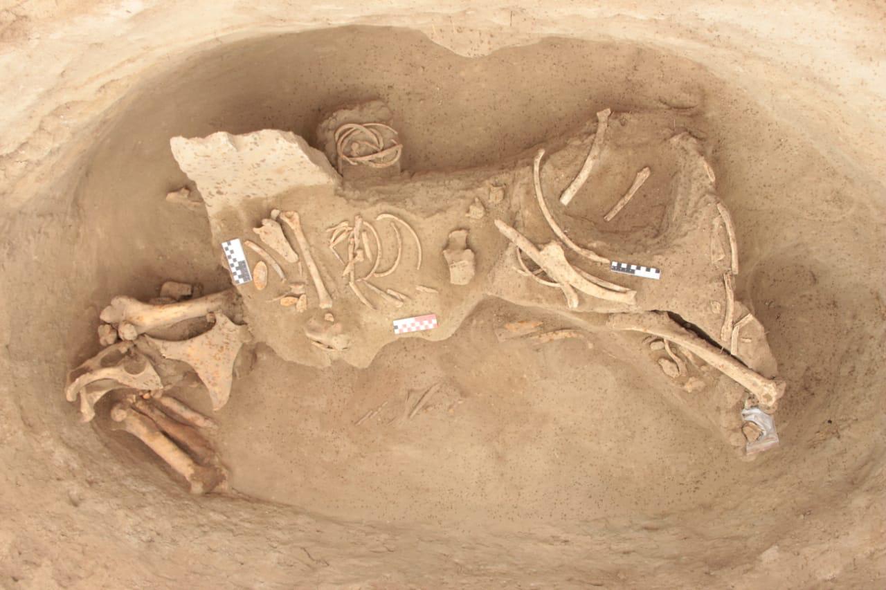 اققاينار قويناۋى –  اسىل قازىنا