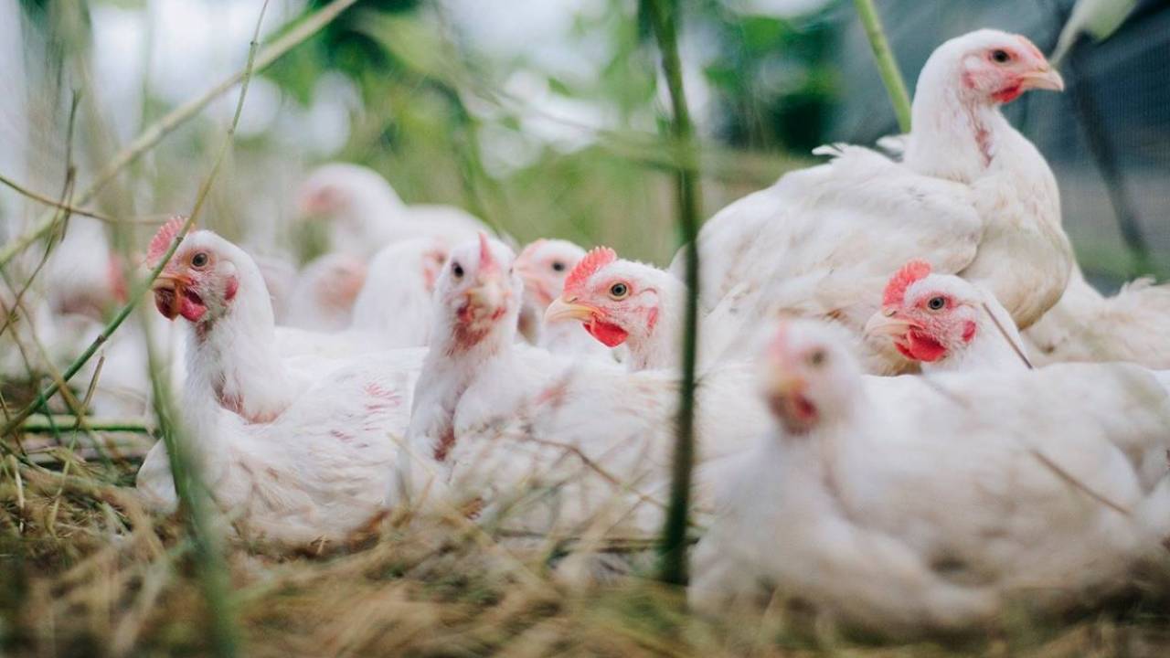 قازاقستاننىڭ تاعى ءبىر وڭىرىنەن قۇس تۇماۋى انىقتالدى