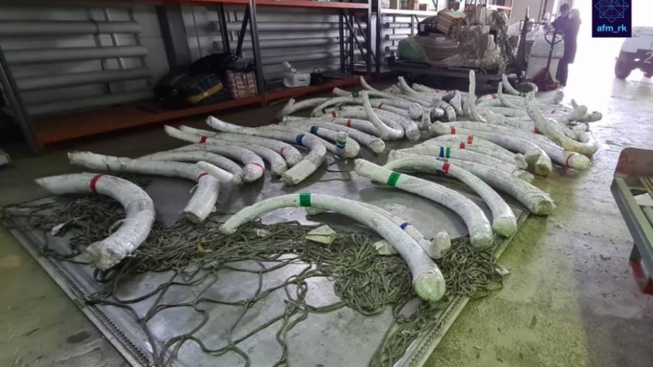 مامونتتىڭ ءمۇيىزىن قىتايعا اكەتپەك بولعاندار ۇستالدى