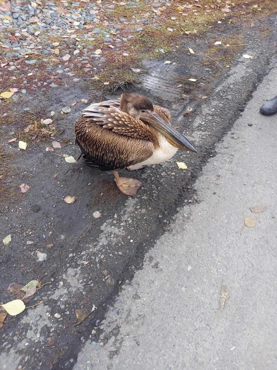 بەلوۋسوۆكادا بىرقازان ءجۇر