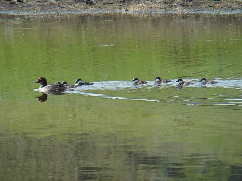 اڭ-قۇس ازىقتان تارىقپايدى