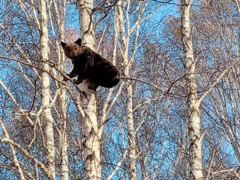 اۋىلدا ايۋ ءجۇر