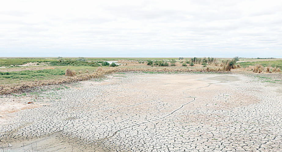 باعىرلايدان باق تايسا...