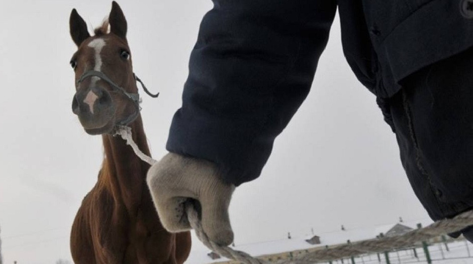 مال ۇرلىعى ءورشيتىن كەز