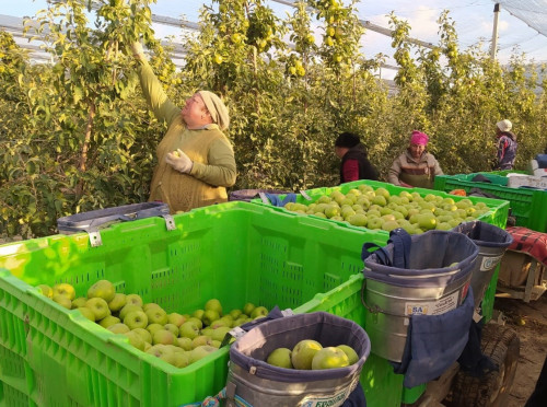 ساياسىندا المانىڭ...