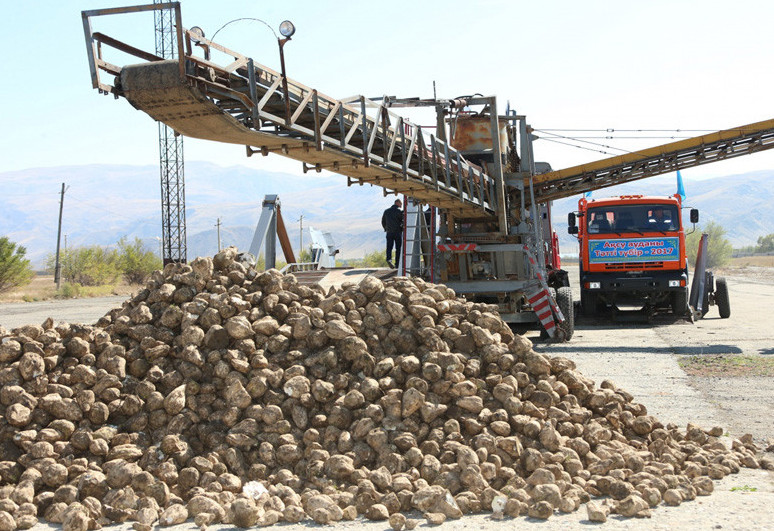 قانت قىزىلشاسىن ءوسىرۋ – ازىق-ت ۇلىك قاۋىپسىزدىگىنىڭ كەپىلى