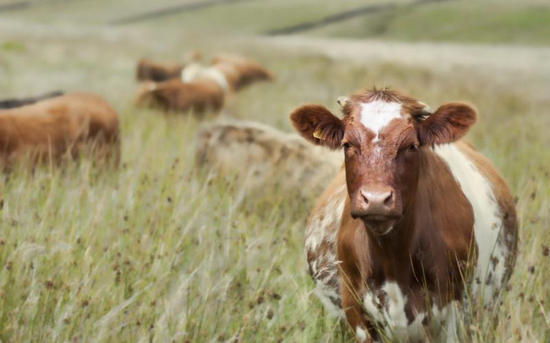 ەلوردالىق وقۋشى مالدى جاپپاي قىرىلۋدان ساقتاۋ جولىن ۇسىندى