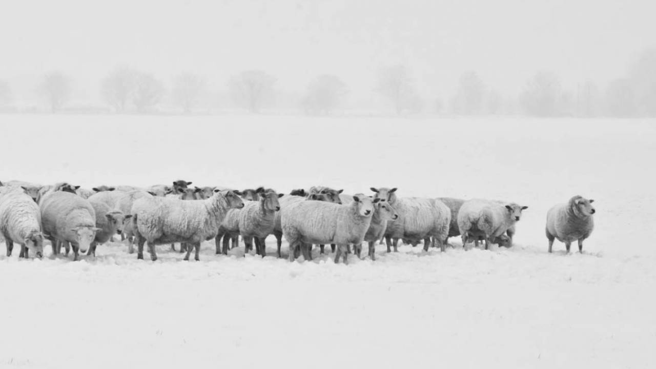 شقو-دا ءۇش شوپان جوعالىپ كەتتى