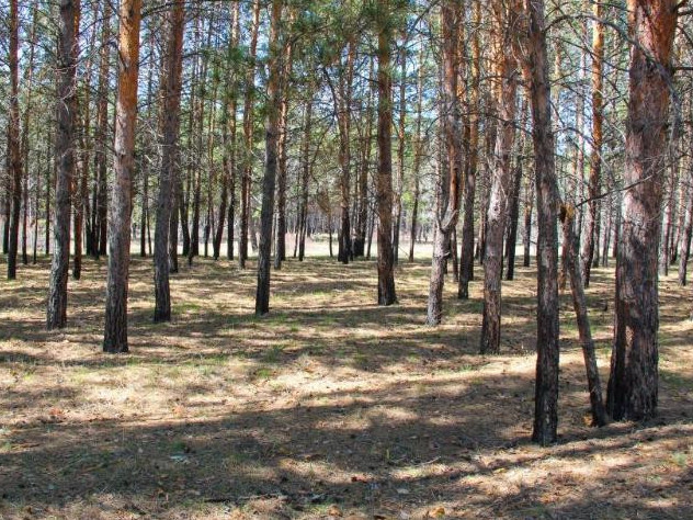 پاۆلودارلىق ورمانشىلار زاڭسىز اعاش كەسكەن