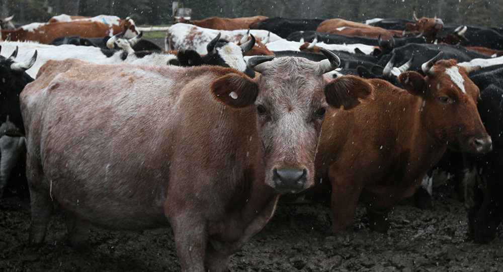 مالدىڭ جاپپاي قىرىلۋ ماسەلەسىنىڭ شەشىمىن ۇسىندى
