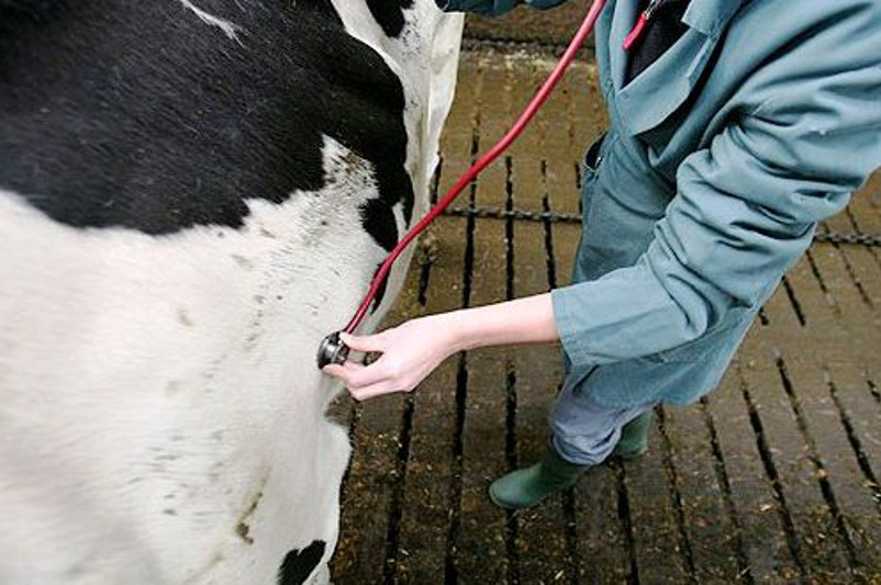 ىزدەنىس, جاڭالىق جانە ناتيجە