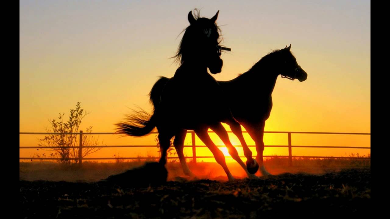 قاراۋسىز مال – ۇرىعا ولجا