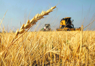 استىق جيناۋ ناۋقانى اياقتالدى