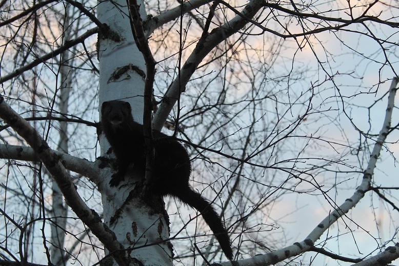 كۇندىز جورتقان قارا كۇزەن