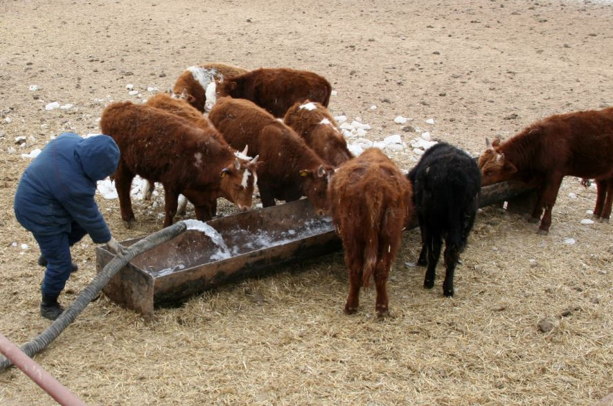 كوتەرەم مال قىستان امان شىقسا يگى