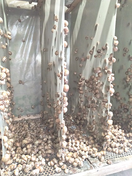 ۇلۋ فەرماسى اشىلدى