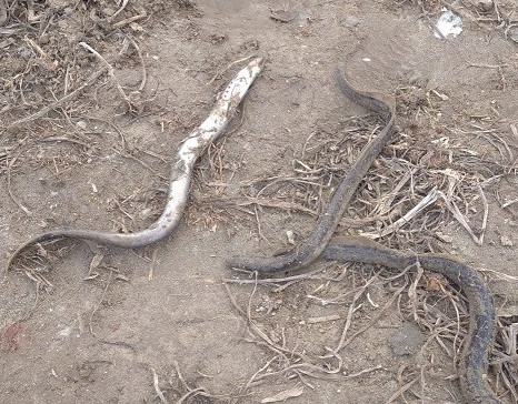 بالىق پا, الدە جىلان با؟