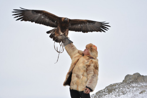 قىران سامعاپ, كۇي توگىلدى بوزانبايدا...