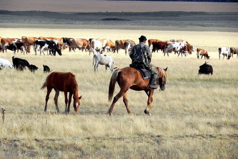 مال ۇرلىعى ءورشىپ تۇر
