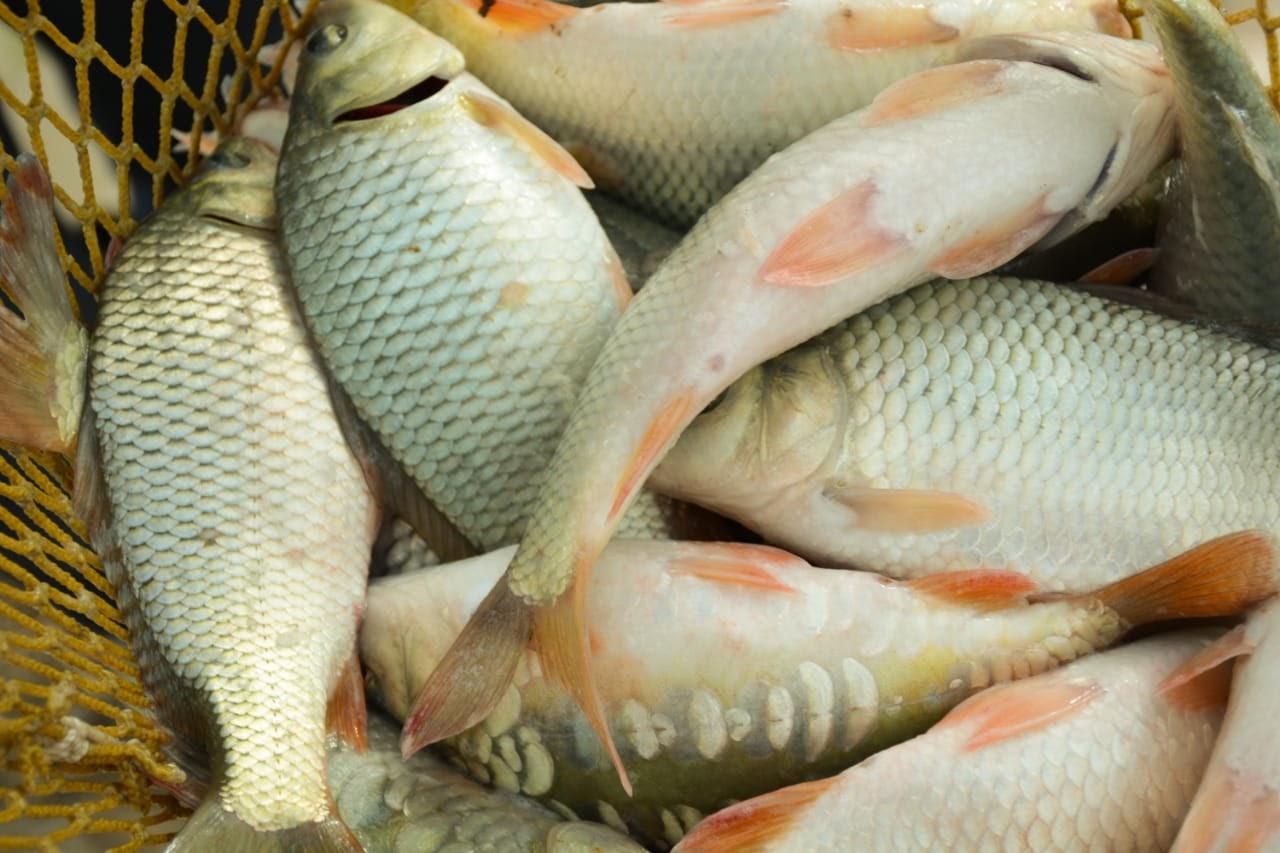 بالىق شارۋاشىلىعىن دامىتۋدىڭ 10 جىلدىق باعدارلاماسى بەكىتىلدى