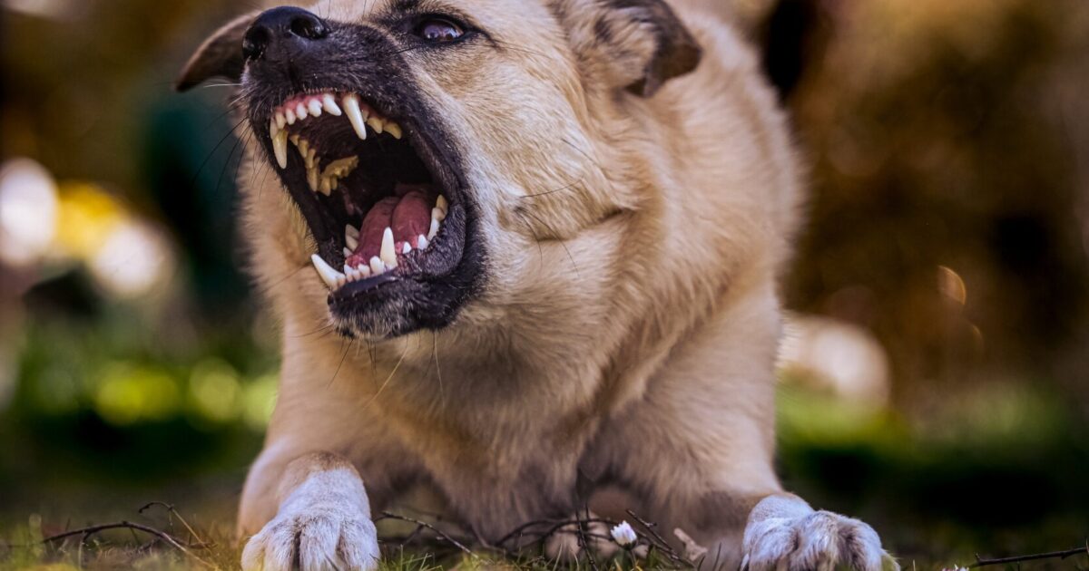 يت تالاعان قىزدىڭ ولىمىنە كىنالى كىم؟