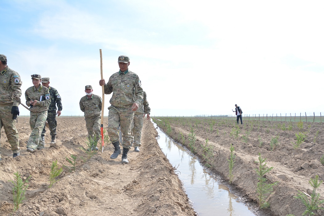 ورمان قورى مولايىپ كەلەدى