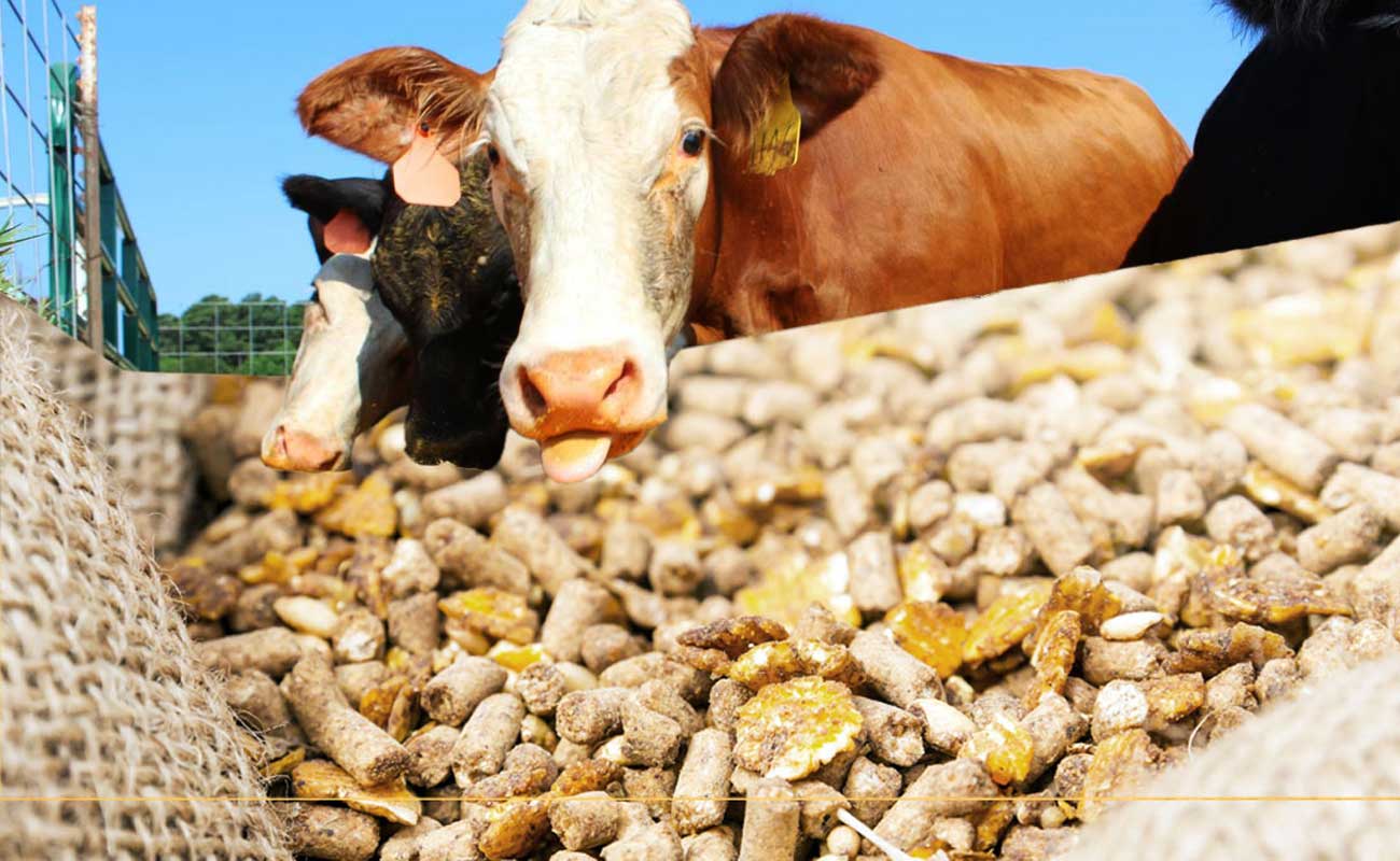 اۋىل شارۋاشىلىعى ونىمدەرىن وڭدەۋ سالاسىنىڭ دامۋى – تۇراقتى بولاشاق كەپىلى