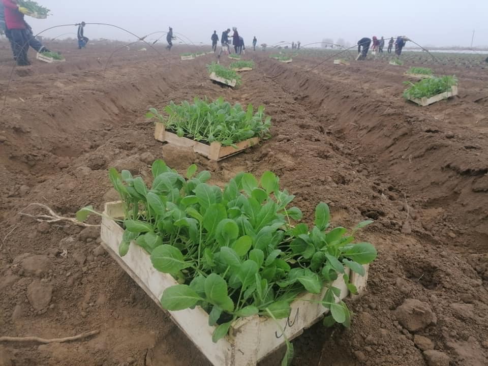 باعانى تۇراقتاندىرۋعا ديقاندار دا مۇددەلى