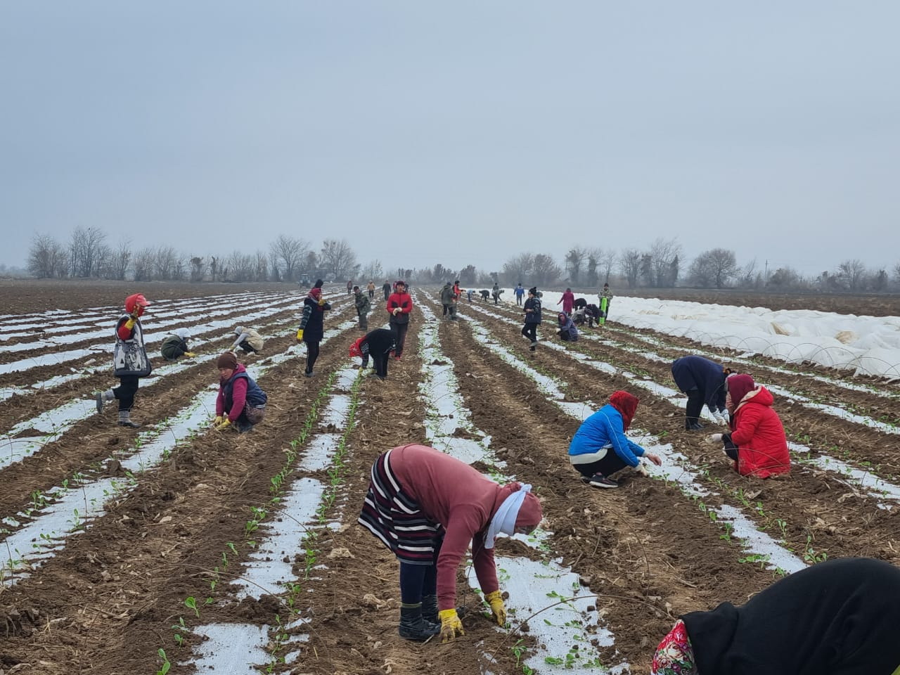 ماقتاارالدا ماقتا مايى شىعارىلادى