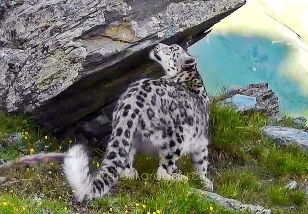 بارىس بەينەسى