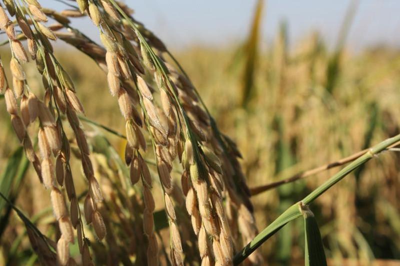 سىردا كۇرىش القابى تاعى ازايادى